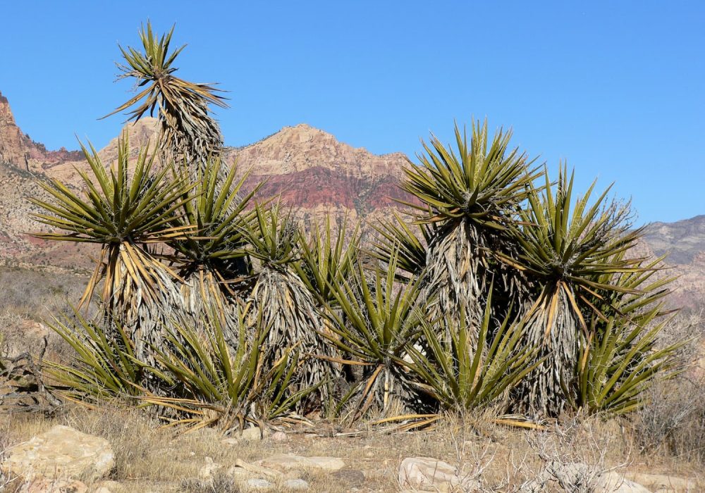 Yucca rastlina, ktorá sa nachádza v púštnych oblastiach Spojených štátov amerických.